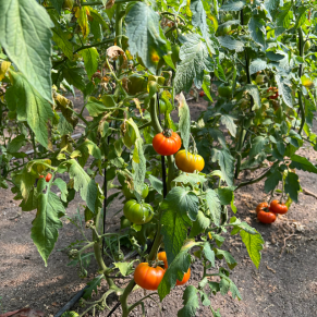 Comprar tomate online - planta tomate 1 - huerta la floresta