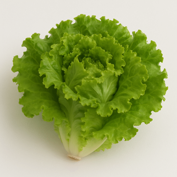 Lechuga Batavia