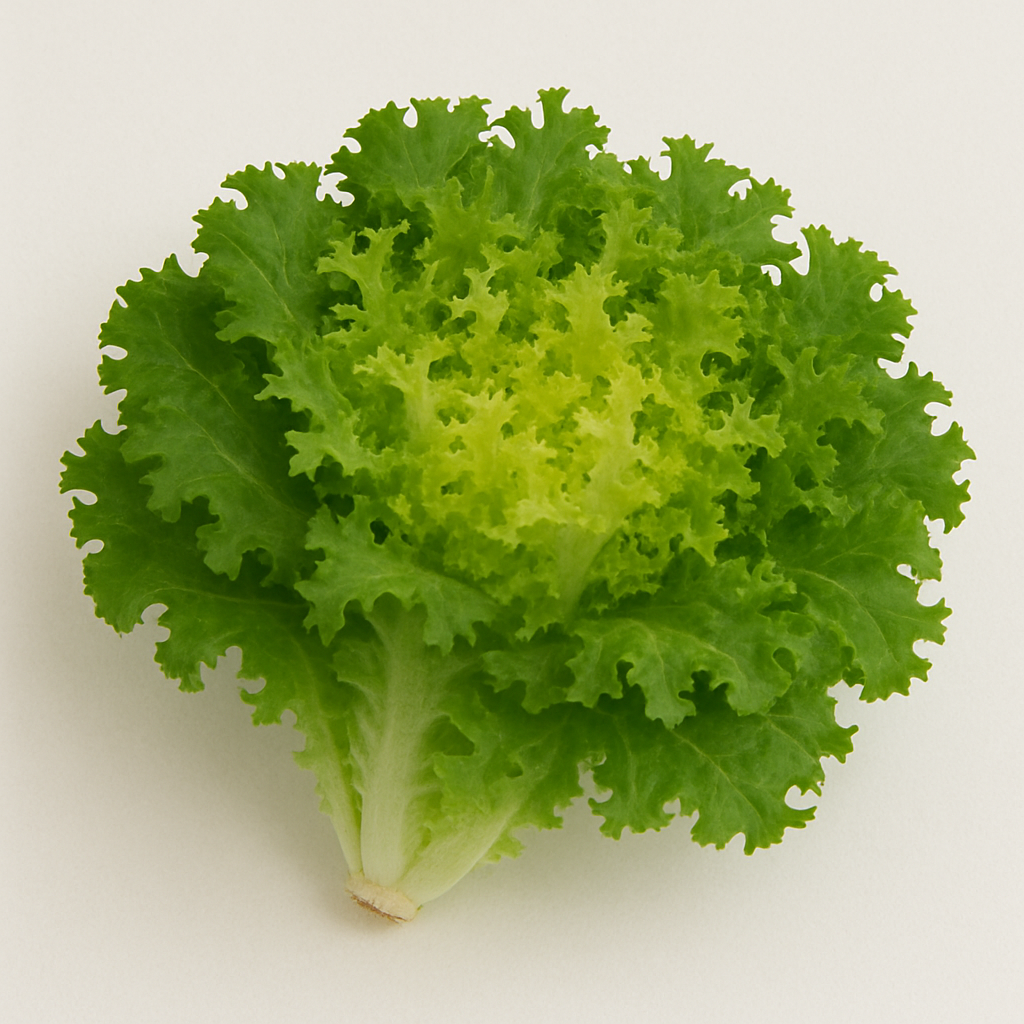 Escarolas