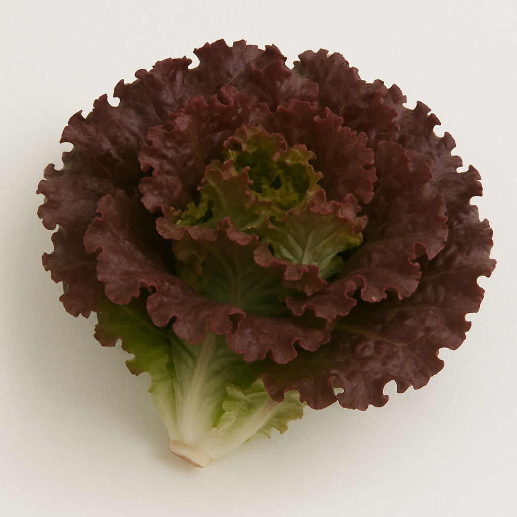 Lechuga morada