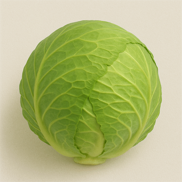 Repollo